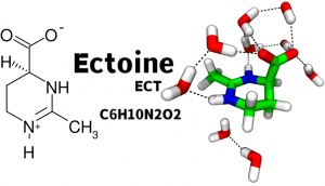 Kemia-strukturo-de-zwitteriona-ektoino-molekulo-maldekstra-kaj-fotofoto-de-ektoino-kaj