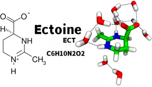 រចនាសម្ព័ន្ធគីមីនៃ-a-zwitterionic-ectoine-ម៉ូលេគុល-ឆ្វេង-និង-រូបថត-នៃ-ectoine-និង