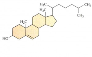 believe-it-or-not-plants-also-contain-cholesterol